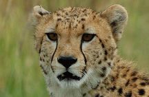 Ann Van Dyk Cheetah Centre an exciting conservation project!