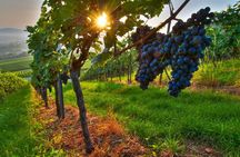 Private Wine Tour: Maipu Wineries from Mendoza