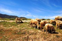 Valleys & Berber villages Atlas Mountains-sightseeing Day Trip With Camel Riding