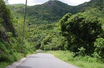 Half-Day Tour: Island Safari Adventure from St. John's