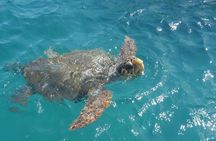 Turtle Spotting Cruise in Zakynthos