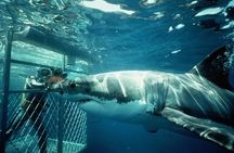 Shark Diving Full Day Guided Return Transfer to Gansbaai from Cape Town