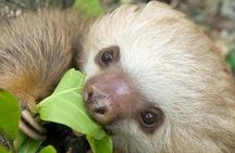 Sloths Lovers Tour. Puerto Limon Shore Excursion
