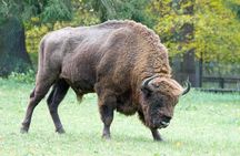 Bialowieza National Park Small Group Tour from Warsaw with Lunch included