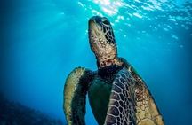 Nassau Shore Excursion: Bahamas Snorkel Adventure