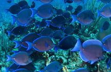 Barbados Catamaran Turtle and Shipwreck Snorkeling Cruise