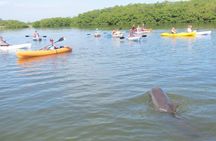 Fully Guided Kayaking Backwater Manatee and Dolphin Tour