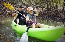 Fully Guided Kayaking Backwater Manatee and Dolphin Tour