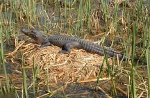 Honey Island Swamp Boat Tour with Transportation from New Orleans