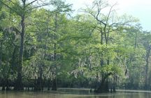 Private Tour of the Honey Island Swamp