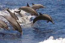 Afternoon Hawaiian Green Sea Turtle and Dolphin Snorkel and Sail