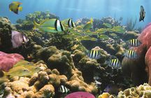 Afternoon Hawaiian Green Sea Turtle and Dolphin Snorkel and Sail