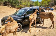 Beijing Badaling Wildlife Park & Juyongguan Great Wall Private Tour