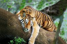 3-Day All Inclusive Chitwan Jungle Safari Tour From Kathmandu