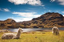 Private Cajas National Park Tour through Cloud Forest and Moorlands 