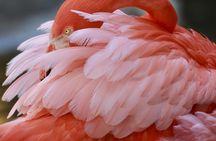 Shore Excursion: North and South Sides of Bonaire