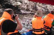 Marine wildlife observation in a fishing village