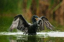 Birdwatching. Lima Wetlands