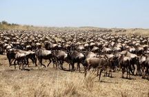 3-Day Masai Mara Luxury Safari