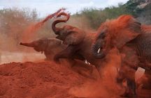 3-Day Tsavo East and Tsavo West Safari