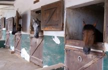 Horseback Riding in Cartagena (Spain)