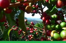 Full-Day Private Guatape Coffee Villa Tour from Medellin