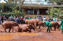 Giraffe Centre and David Sheldrick Half Day Tour