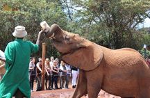 Giraffe Centre and David Sheldrick Half Day Tour
