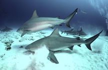 Bull Shark Dive in Playa del Carmen - 2-tanks / Only For Certified Divers