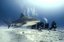 Bull Shark Dive in Playa del Carmen - 2-tanks / Only For Certified Divers