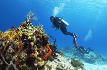 Cozumel Express 2-Tank Dives from Playa del Carmen/ Only for Certified Divers