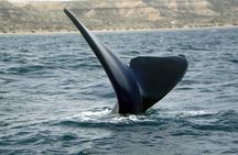 Peninsula Valdes with Penguin Colony of Estancia San Lorenzo