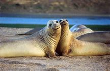 Excursion to Punta Loma, a Sea Lion Colony from Puerto Madryn