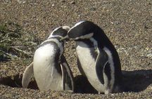 Excursion to Punta Tombo Penguin Reserve from Puerto Madryn
