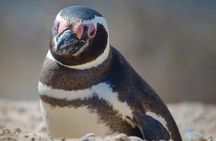 Excursion to Punta Tombo Penguin Reserve from Puerto Madryn