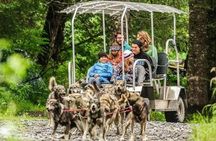 Turning Heads Kennel Dogsledding Experience & Tour