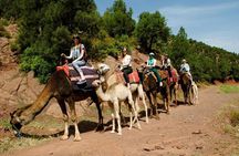 Quad Biking and Camel Ride Guided Day Trip from Marrakech