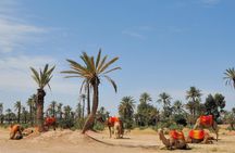 Camel Ride Near To Marrakech