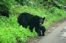Cades Cove Sightseeing Bus Tour from Pigeon Forge