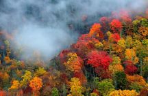 Trees of Many Colors Tour from Pigeon Forge