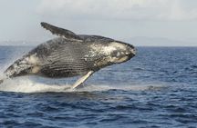 Victoria Whale Watch Tour
