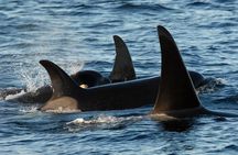 Victoria Whale Watching Tour by Zodiac