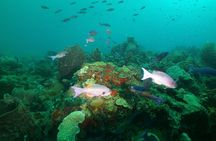 St Lucia Beginner Scuba Diving Tour