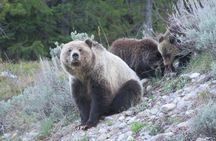 Grand Teton National Park - Full-Day Guided Tour from Jackson Hole