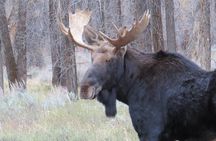 Grand Teton National Park - Sunrise Tour from Jackson Hole