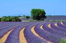 Lavender Small-Group Tour In Valensole from Marseille