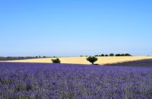 Small Group Marseille Shore Excursion: Lavender Tour
