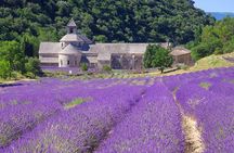 Provence Lavender Full Day Tour from Avignon