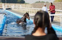 Racehorse Stable tour with Breakfast