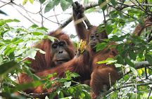 4 Day Jungle Adventure including 2 day trek